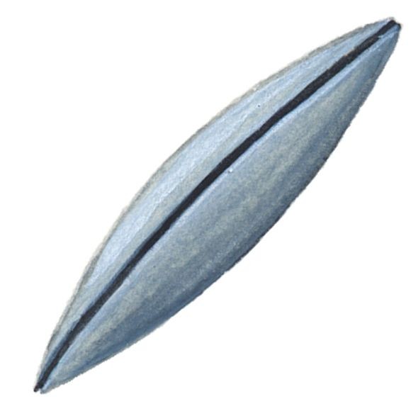 Olive de pêche Longue Fendue 0.5g-1g-1.5g